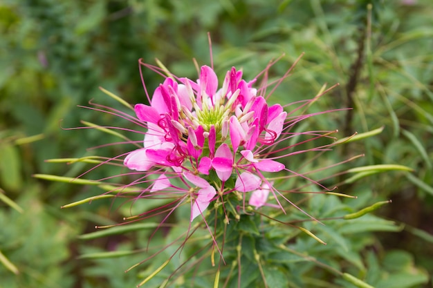 Cleome Spinosa