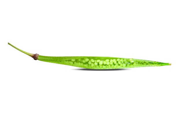 Le Cleome viscosa est utilisé comme application externe sur les plaies et les ulcères et comme herbe culinaire