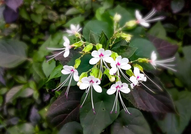 Clerodendrum infortunatum connu sous le nom de bhat ou hill glory bower