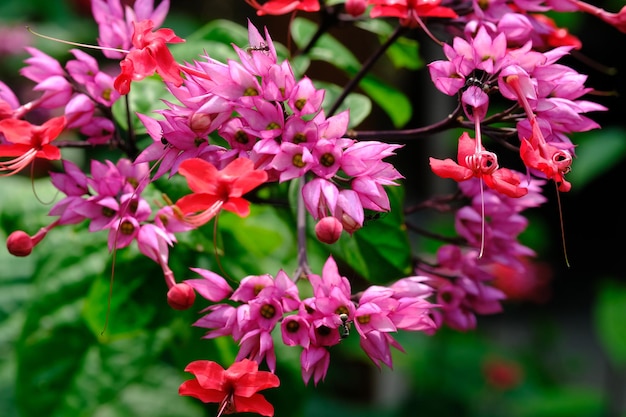 Clerodendrum thomsoniae est une espèce de plante à fleurs du genre Clerodendrum. Vigne coeur saignant