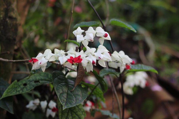 Photo clerodendrum thomsoniae fleur ou bagflower ou bleeding glory bower ou bleeding heart vine flower