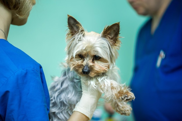 Clinique canine cathéter vétérinaire