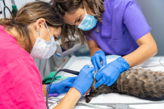 Photo clinique vétérinaire avec un chat vétérinaires travaillant sur le fonctionnement de la bouche