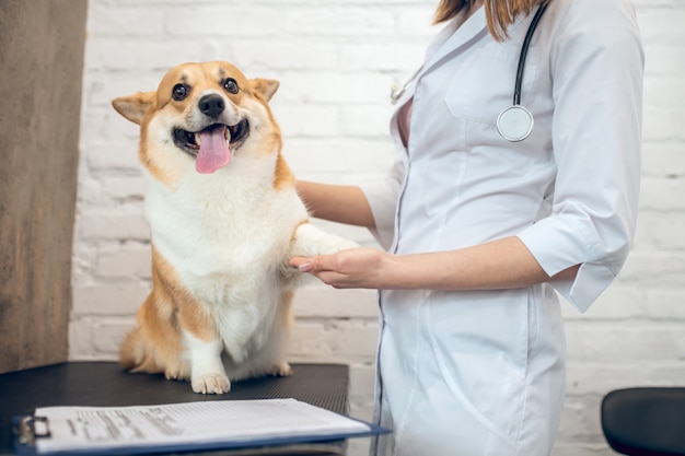 Clinique vétérinaire. Médecin vétérinaire examinant un chien dans une clinique