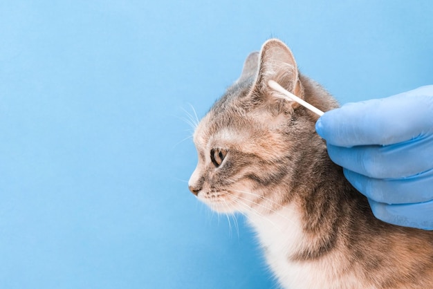 Clinique vétérinaire. nettoyer les oreilles du chat avec un bâton d'oreille. vétérinaire en gants jetables sur fond bleu