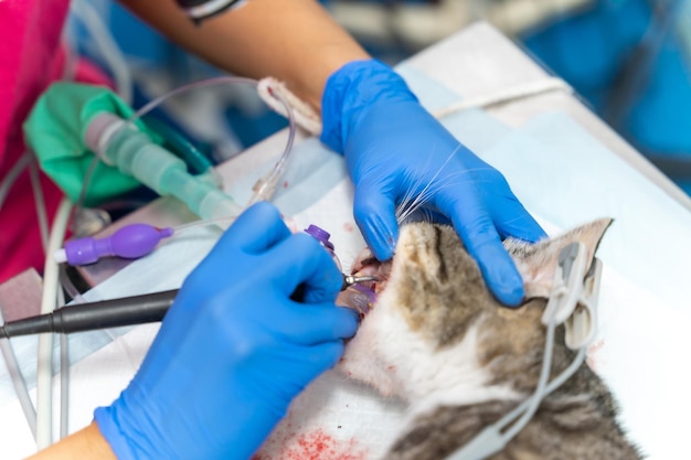 Clinique vétérinaire avec un vétérinaire pour chats travaillant sur l'opération des dents