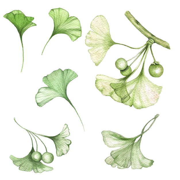 Photo clip art de la plante ginkgo biloba aquarelle dessinée à la main isolée