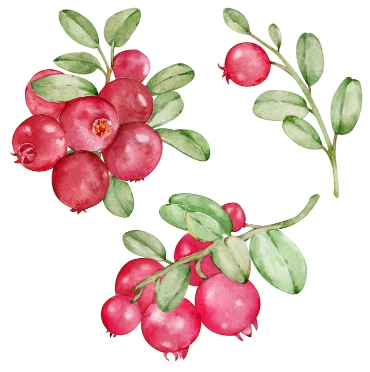 Clipart aquarelle avec myrtille rouge isolé sur fond blanc. Baies sauvages dessinées à la main.