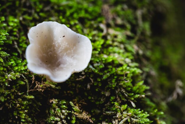 Clitocybe Gibba Vu D'en Haut