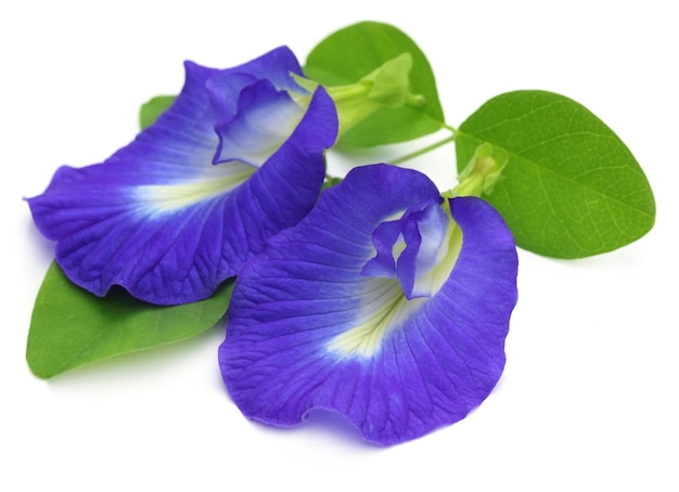 Clitoria ternatea ou fleur d'Aparajita du sous-continent indien