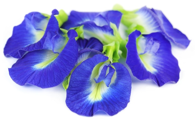 Clitoria ternatea ou fleur d'Aparajita du sous-continent indien