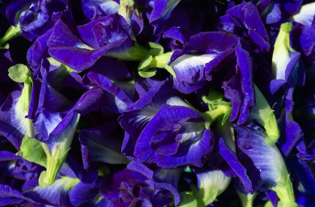 Clitoria ternatea ou fond de fleur de pois de papillon frais