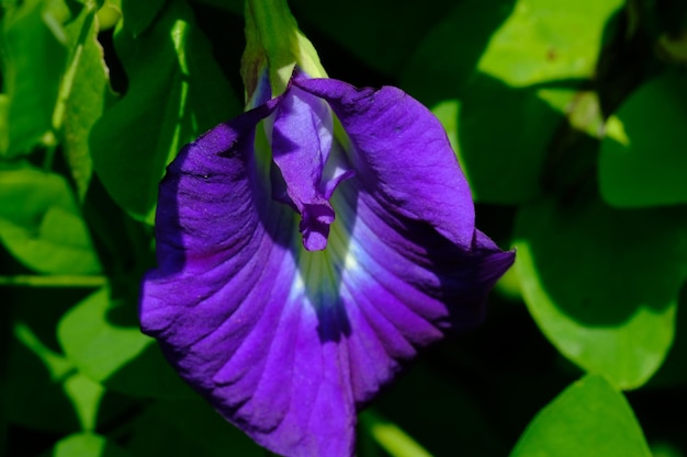 Clitoria ternée. Vignes que l'on trouve couramment dans les forêts tropicales. Fleurs violettes comestibles. Pois papillon