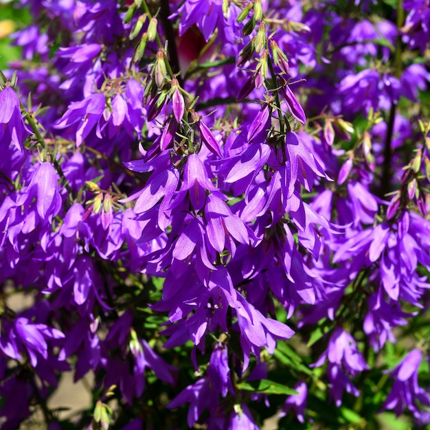 Cloche de fleurs dans le jardin se bouchent. Couleur violette