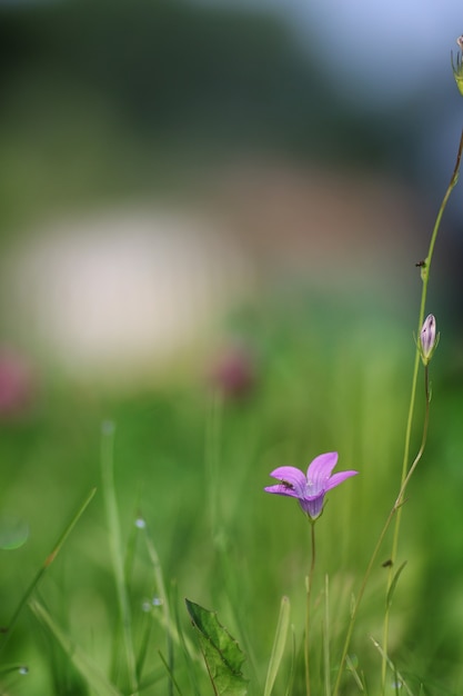 Cloche pourpre de fleur sur la nature