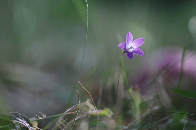 Cloche violette sur la nature