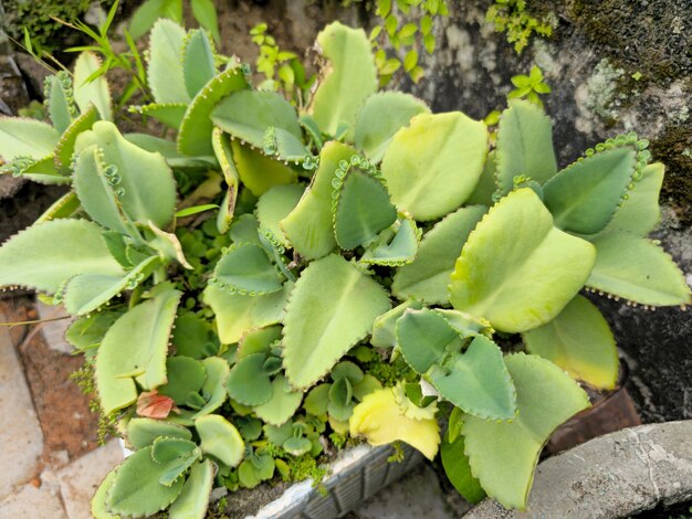 Photo les cloches de la cathédrale plantent kalanchoe pinnata cocor bebek les plantes ornementales poussent dans le jardin