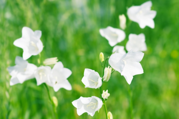 Cloches de fleurs blanches