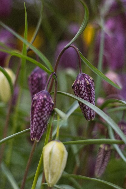 Photo des cloches de fleurs