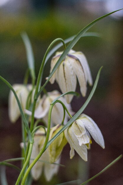 Photo des cloches à fleurs