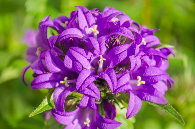 Cloches violettes dans le jardin Le scarabée sur la fleur violette