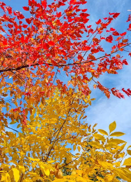 Clone décoratif à feuilles rouges en automne