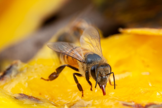Close up abeille extraire le pollen de fleur
