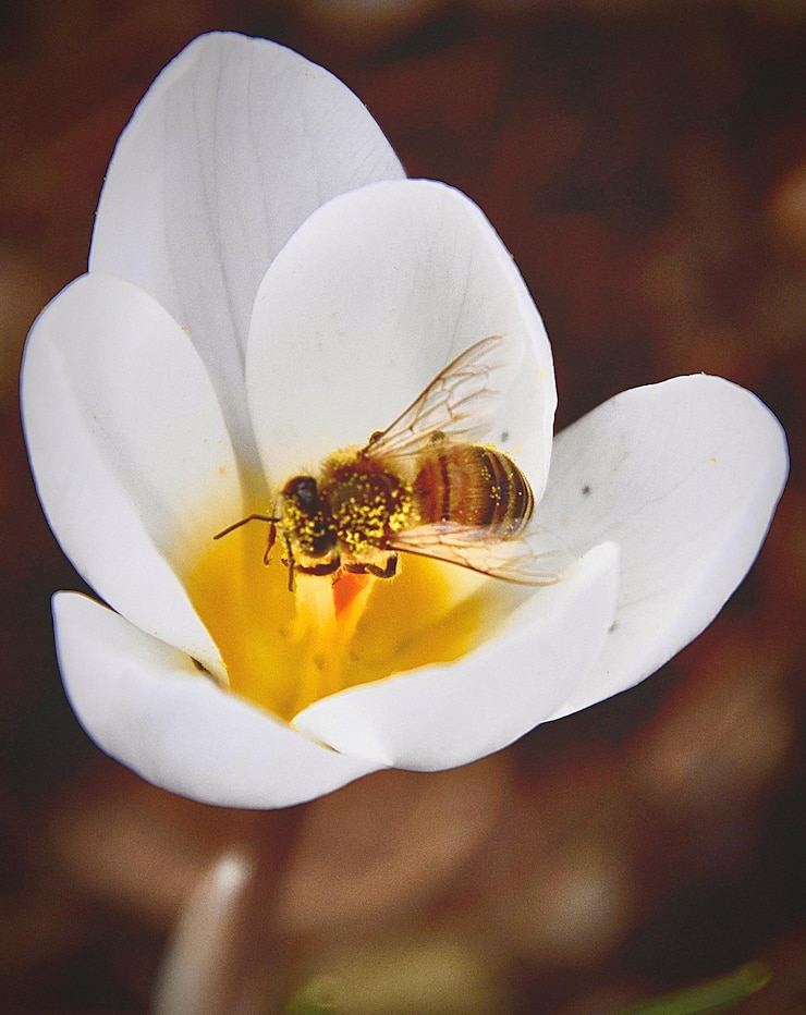 Photo close-up d'une abeille sur une fleur blanche