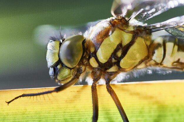 Photo close-up d'une abeille sur une fleur jaune