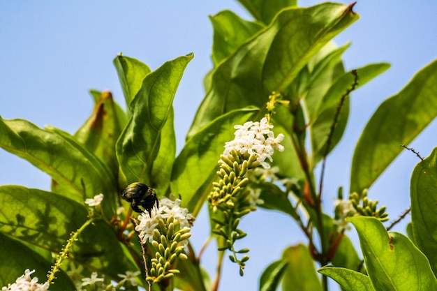 Photo close-up d'une abeille sur une fleur