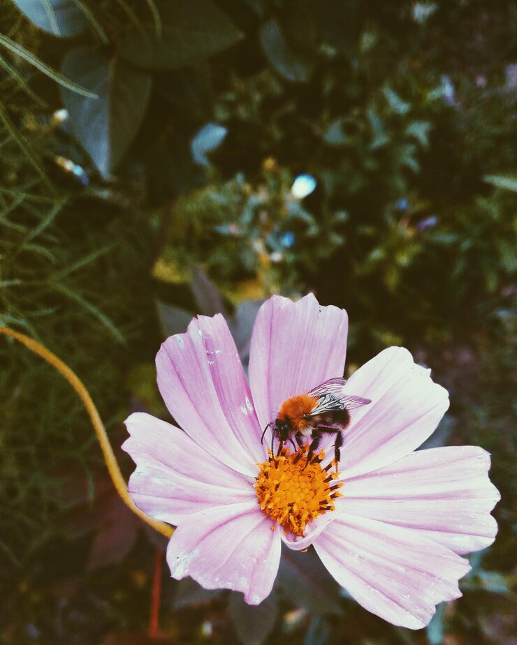 Photo close-up d'une abeille sur une fleur
