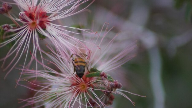 Photo close-up d'une abeille sur une fleur