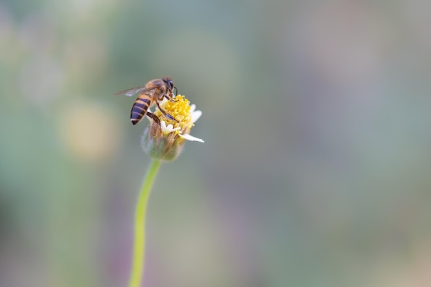 Close up d'une abeille sur une fleur