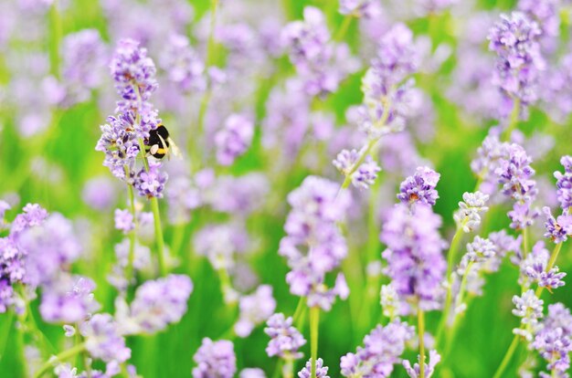 Close-up d'une abeille perchée sur une lavande