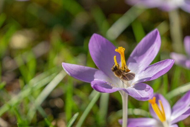 Close-up d'une abeille pollinisatrice sur une fleur violette