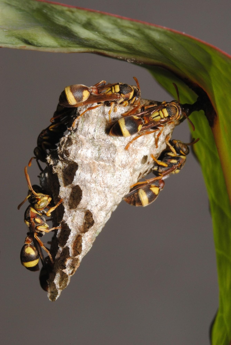 Photo close-up d'abeilles en nid d'abeille suspendues à une feuille
