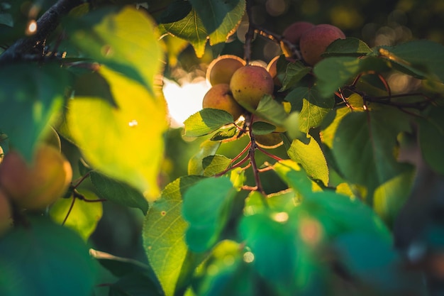 Close up d'abricots mûrs sur une branche sur l'abricotier dans un verger de fruits