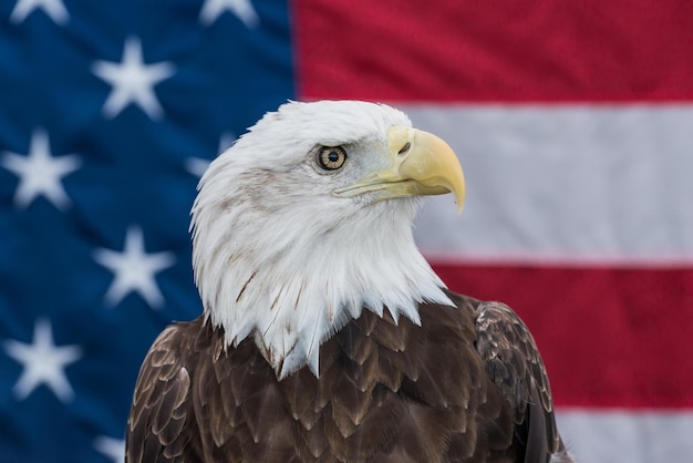 Close-up de l'aigle à tête blanche contre le drapeau américain