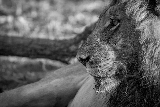 Photo close-up d'un animal à l'extérieur