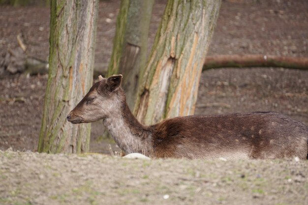 Close-up d'un animal sur le terrain