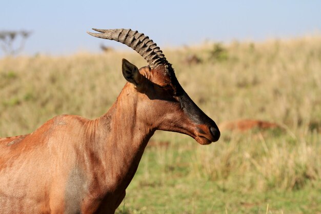 Photo close-up d'une antilope sur le paysage