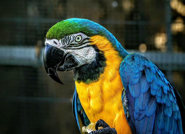 Close-up de l'ara doré et bleu contre la cage au zoo