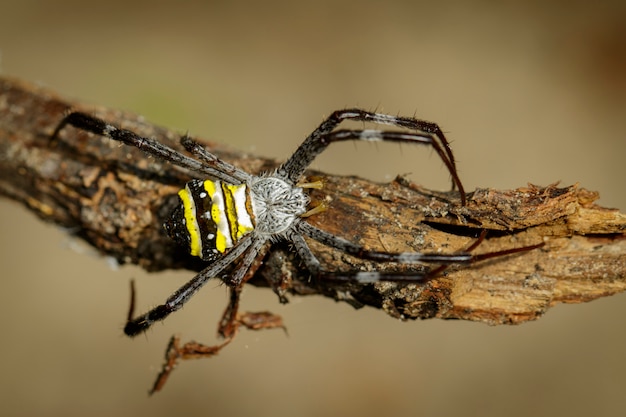 Close up araignée sur une branche