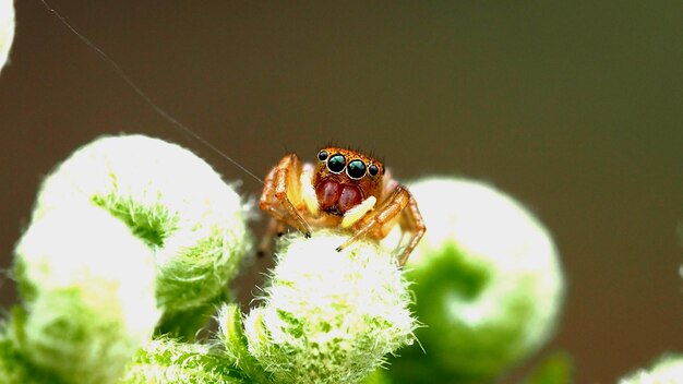 Close-up de l'araignée sautante pollinisant une fleur