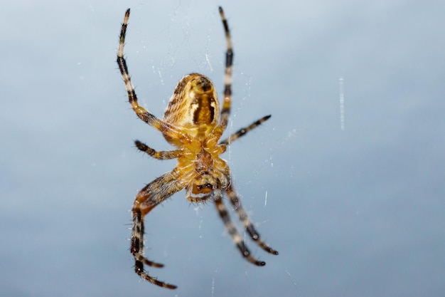 Close-up d'une araignée sur une toile contre le ciel