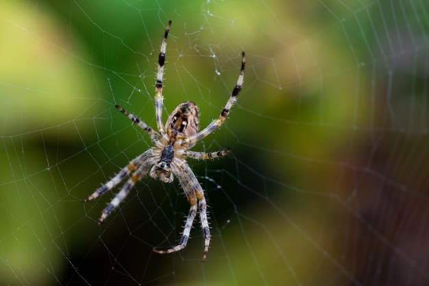 Close-up d'une araignée sur une toile