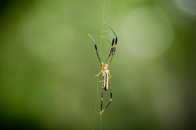 Close-up d'une araignée sur une toile