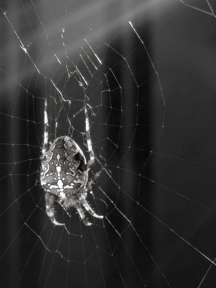 Photo close-up d'une araignée sur une toile