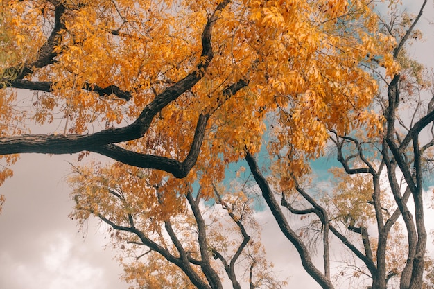 Close-up de l'arbre contre le ciel