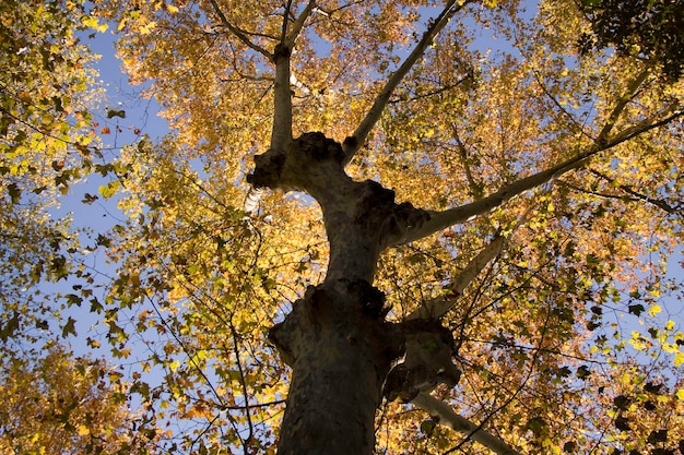Photo close-up de l'arbre contre le ciel
